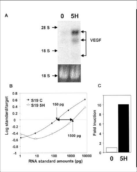 RT-PCR Method 的图像结果