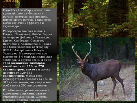 Презентация на тему: "Породы оленей"
