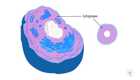 Image result for Structure and Function of Cytoplasm
