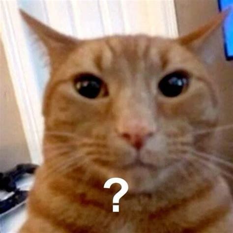 confused orange cat staring question mark ? meme | Cat memes, Funny ...