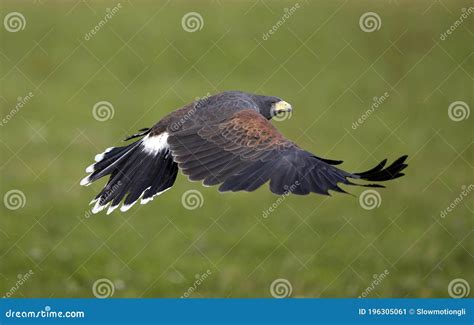 Parabuteo Unicinctus