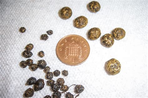 Rabbit Evolution Coin Poop 的图像结果