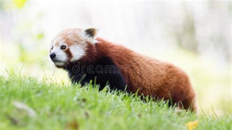 Image result for Red Panda vs Firefox