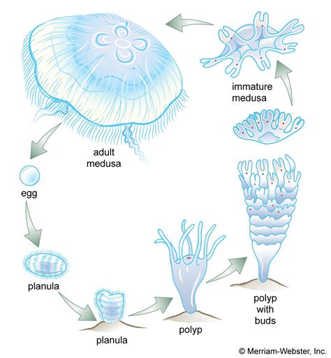 Jellyfish | Characteristics, Habitat, Diet, Anatomy, & Facts | Britannica