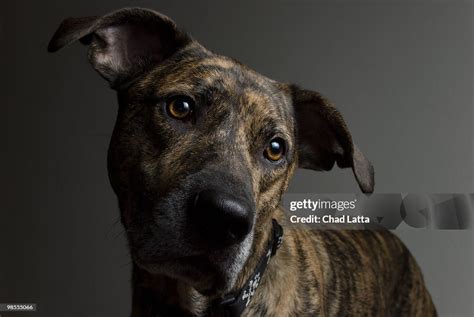 Boxer and Lab Mix 的图像结果