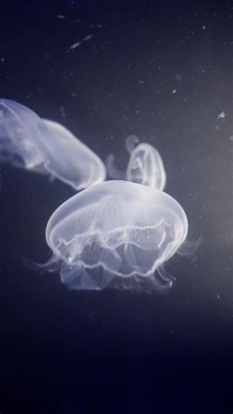 Interesting Facts about Jellyfish - Ocean’s Clouds
