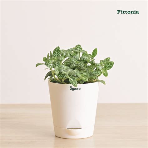 Indoor Plant bundle: Fittonia, Crassula mini, Broken heart ...