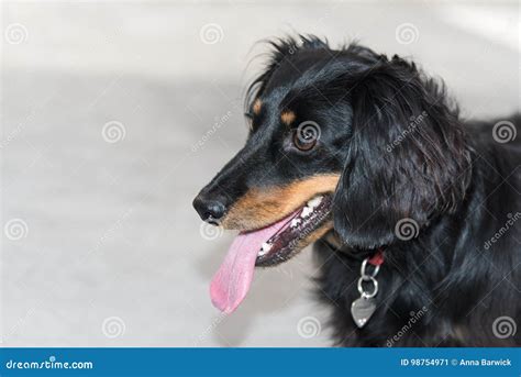 Black and Tan Long-haired Dachshund Stock Image - Image of animal ...