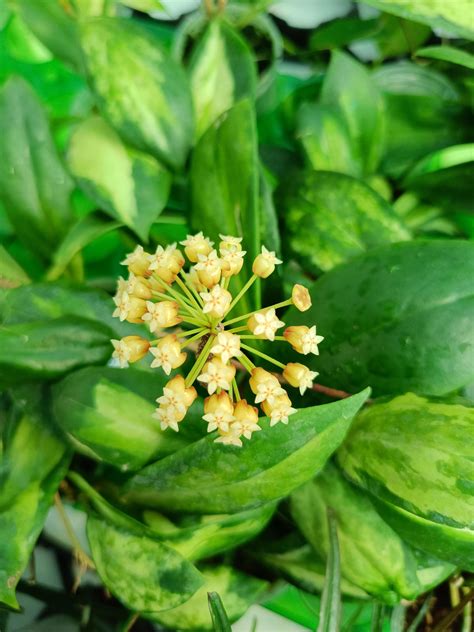 Welovetropicalplants