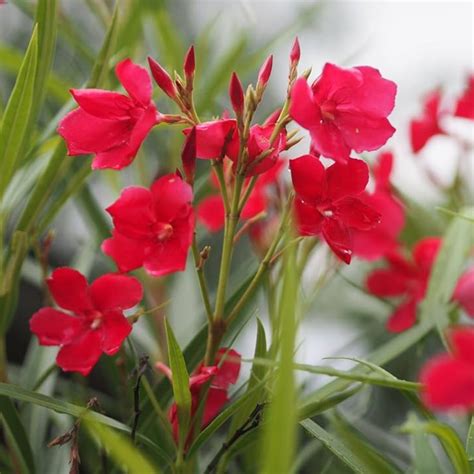 Flowering Plant Birth Star: Aswathy (Plant:Red Arali / Nerium Oleander ...