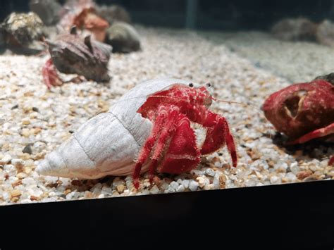 Hermit Crab Without Shell: Understanding the Naked Truth - Memfish dot net