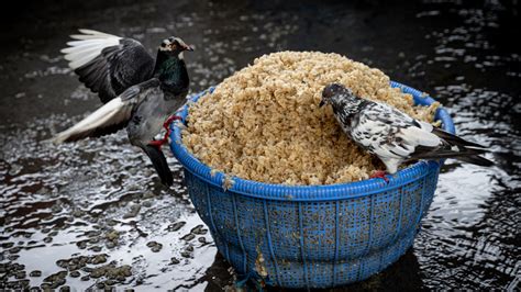 Image result for Birds Exploding From Rice
