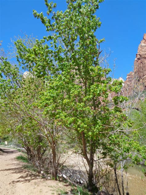 Image result for Maple Tree Identification