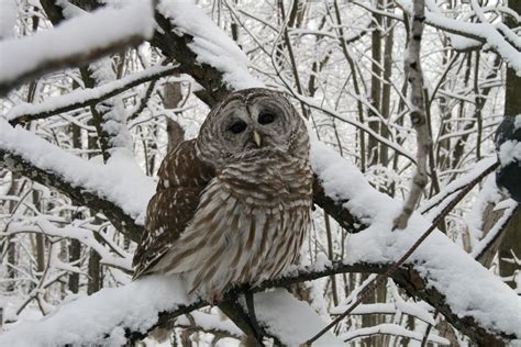 Owl Prowl at the Pool Nature Center, Pool Nature Center 117 Adams ...