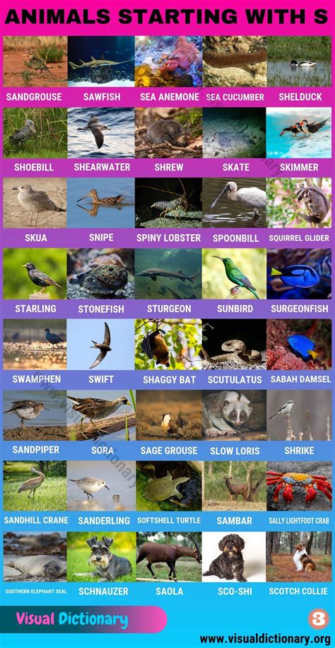 Animals That Start With S