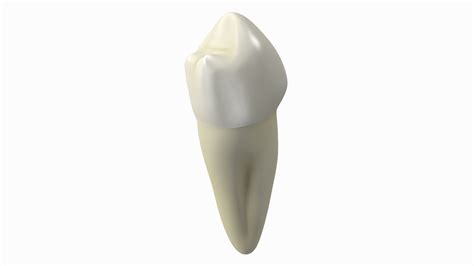 Canine Tooth Human 3D - TurboSquid 2139732