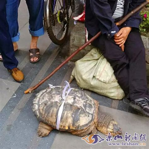 渔民捕超百岁海龟, 青岛渔民捕获千年海龟被放生16年后救回儿子(2)_99女性网
