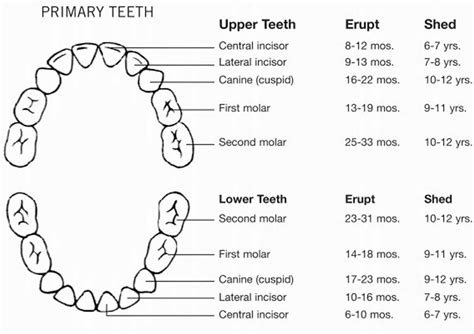Baby teeth when they come in, the order baby teeth come & how many teeth