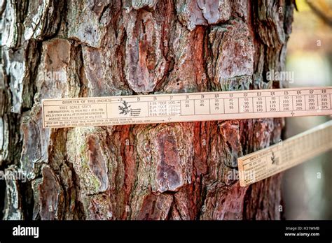 Image result for Proper Way to Measure the Height of a Tree Using a Tree Scale Stick