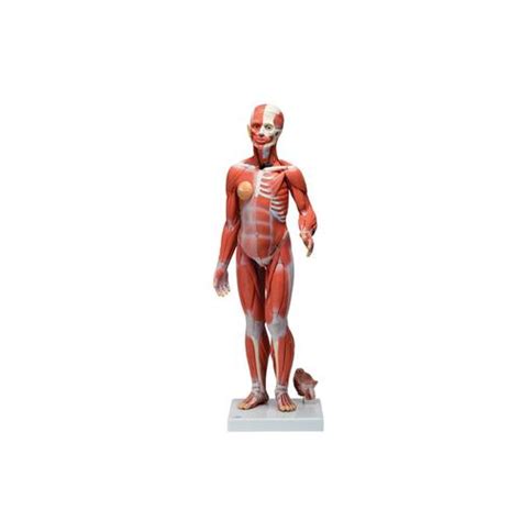 Anatomical Teaching Models | Plastic Human Muscle Models | Female ...