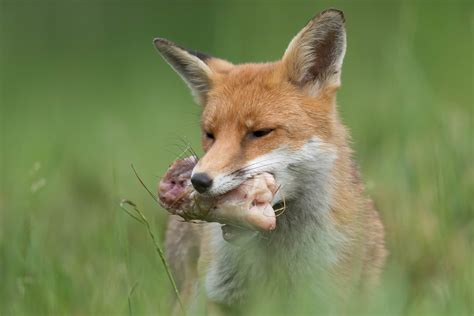 Diet Of Red Fox