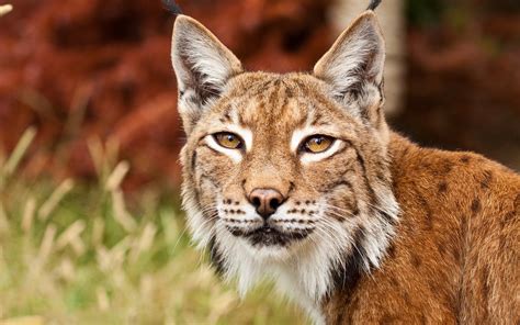 🔥 [50+] Bobcat Wallpapers Desktop | WallpaperSafari