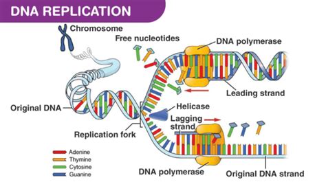 How Does DNA Replicate 的图像结果