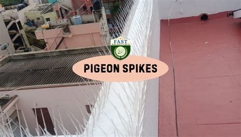 Pigeon Spikes 的图像结果