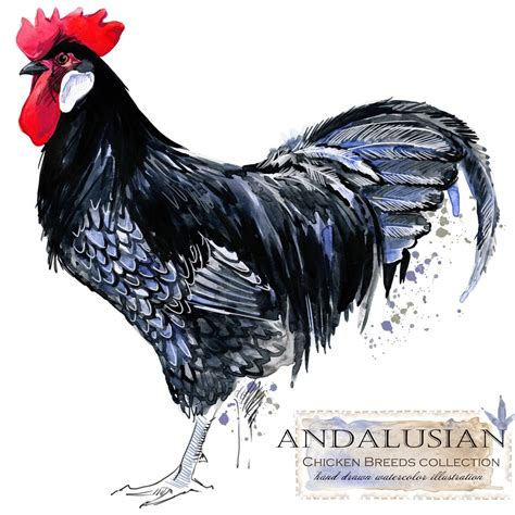 Blue Andalusian Chickens