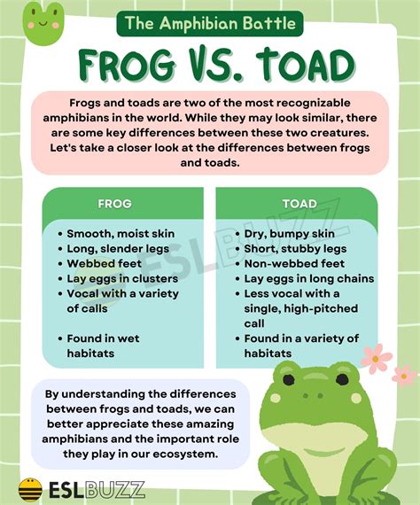 Toad Amphibian