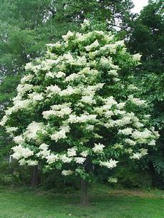 lilac tree japanese lilac tree we had a pretty large one in our lilac tree japanese lilac tree we had a pretty large one in our