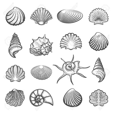 Top 104+ Pictures How To Draw A Sea Shell Easy Superb
