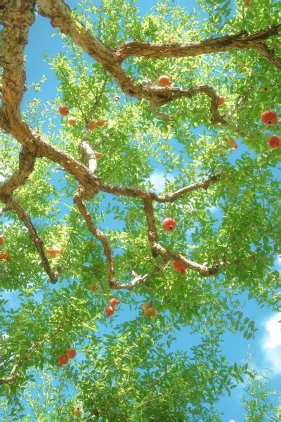 Image result for Sesame Tree Tumblr