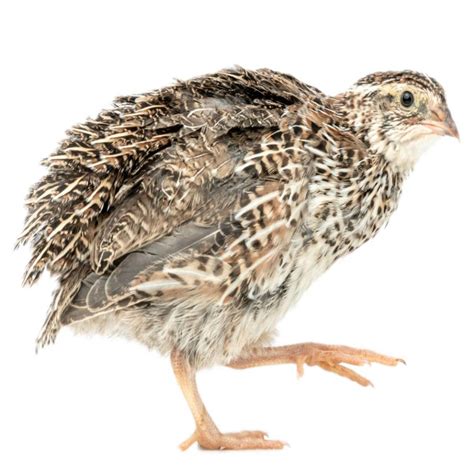 Quail Chicks