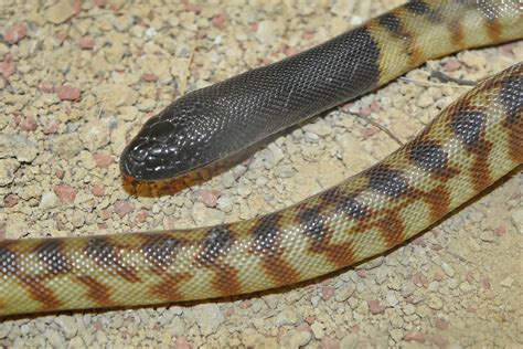 King Python 的图像结果