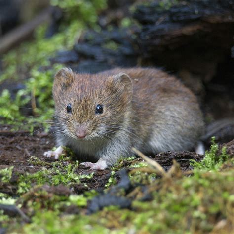 How to permanently kill weeds and grass with homemade weed killer – Artofit