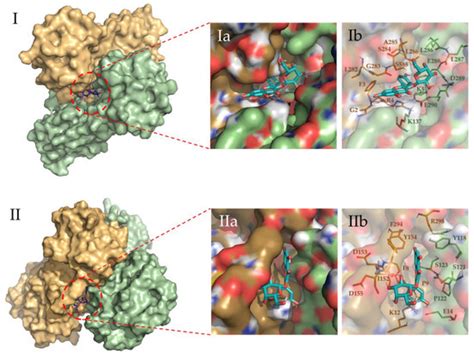 Autochthonous Peruvian Natural Plants as Potential SARS-CoV-2 Mpro Main ...
