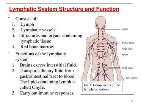 Basic Function of Lymphatic System 的图像结果
