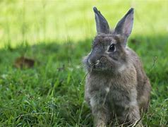 Image result for Blue Baby Rabbit