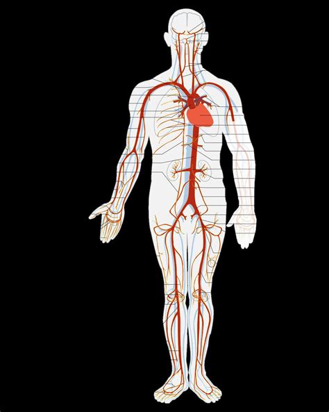 Understanding the Anatomy of Widowmaker Heart Arteries