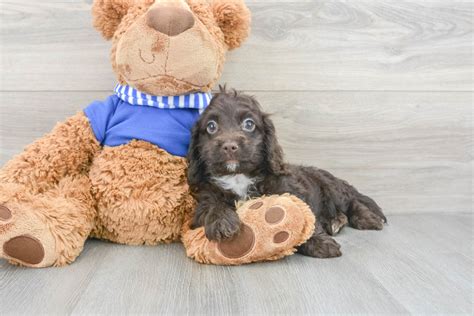 Image result for Cockapoo Dog Baby