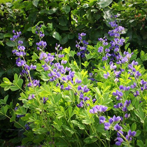 Blue False Indigo - Baptisia australis – ServeScape