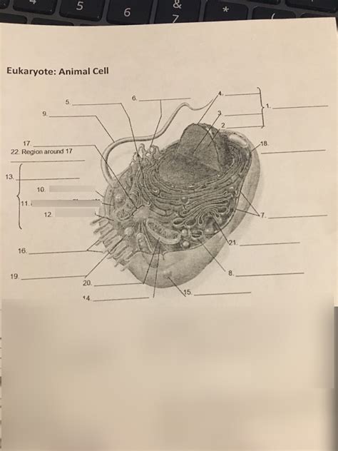 Cell Label 的图像结果