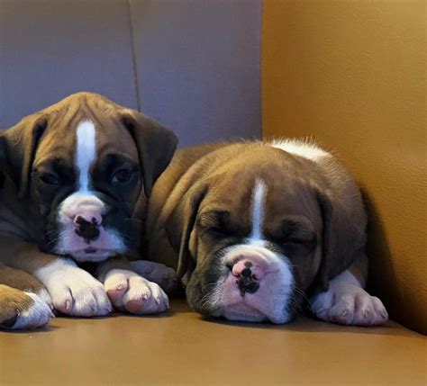 Boxer Puppy Price In Goa (Jan 2025) | Boxer Price In Goa - Best For Pets