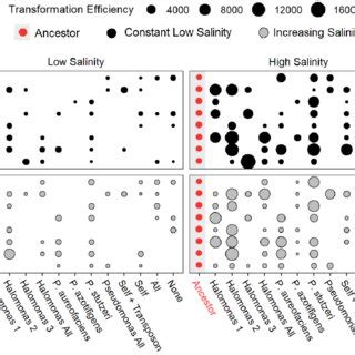 Image result for Transformation Efficiency Formula