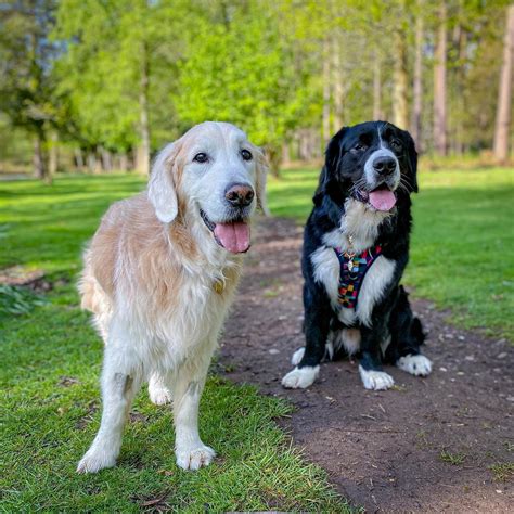 Labernese (Bernese Mountain Dog & Labrador Mix)
