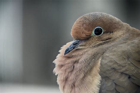 Mourning Dove Symbolism Spirituality Meaning - BirdzFly