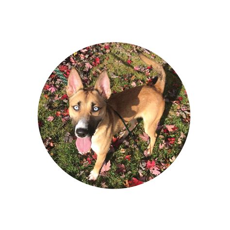 Home - Paws Along the River