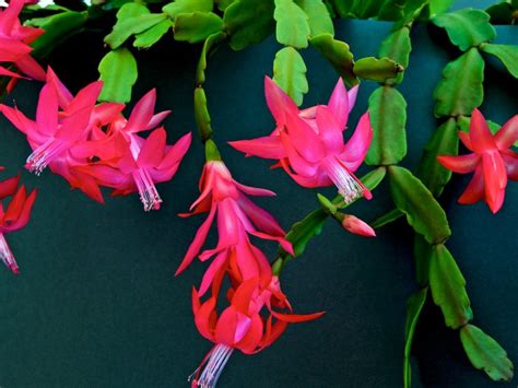 Cats And Christmas Cactus: What To Do For Christmas Cactus Broken By ...