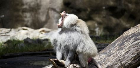 Image result for Baboon Predators